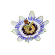 Passiflora